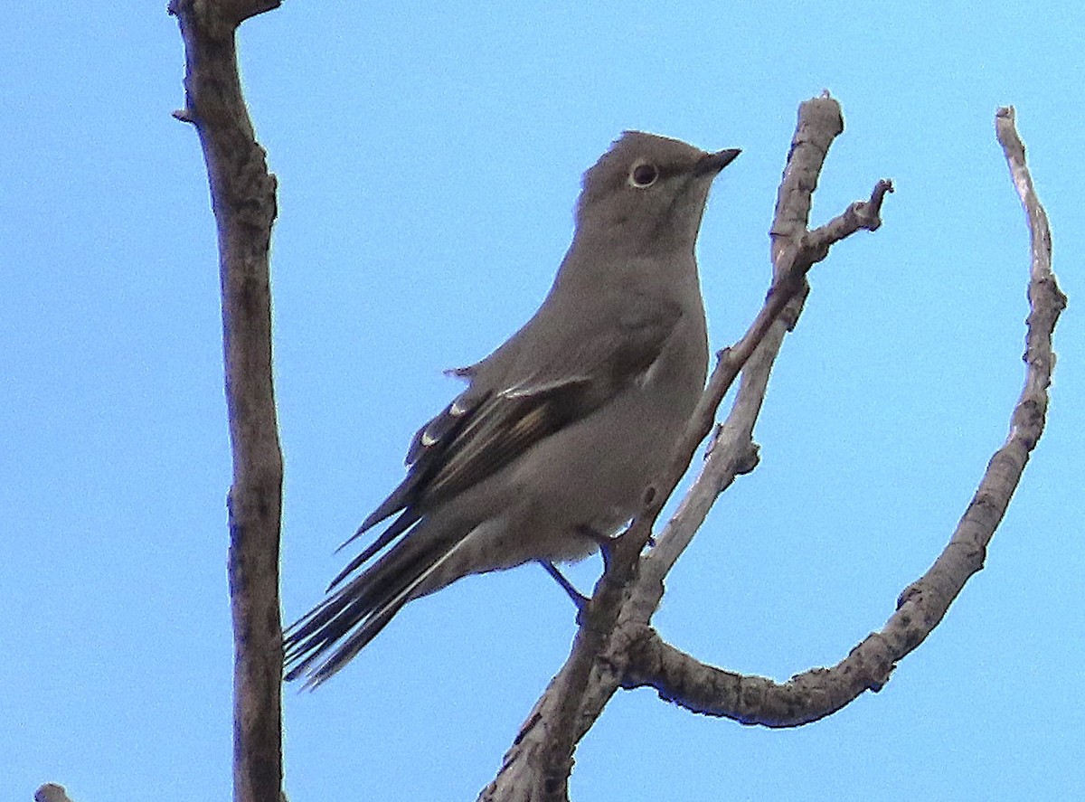 Townsend's Solitaire - ML644768983