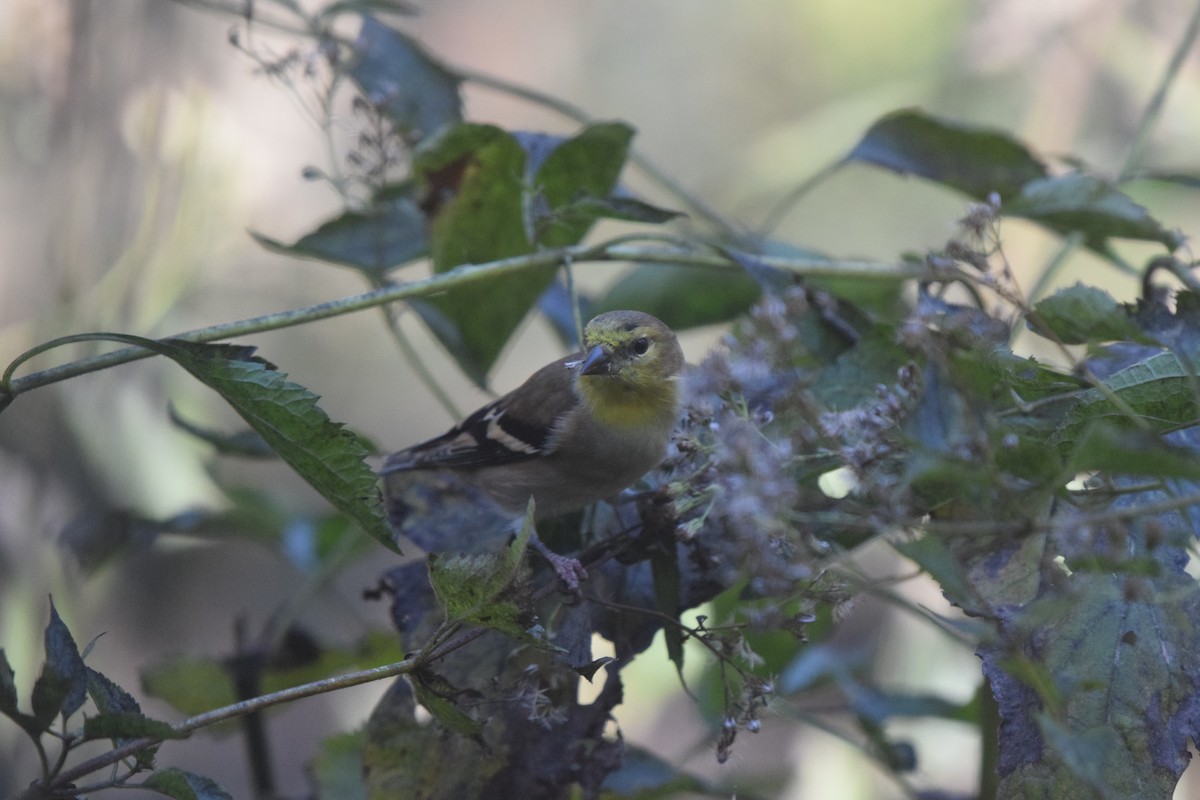 American Goldfinch - ML644768994