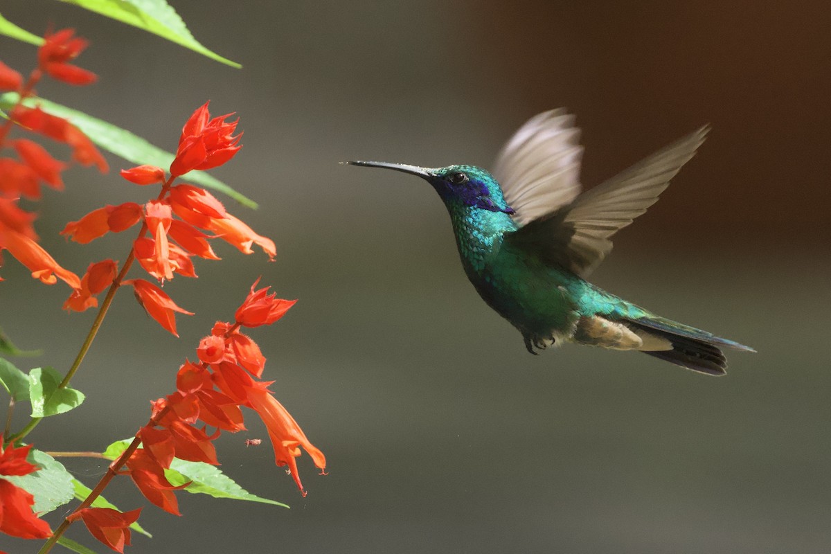 Колібрі синьочеревий - ML644768995