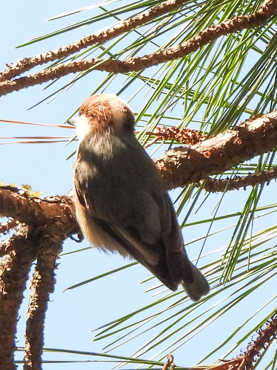 Brown-headed Nuthatch - ML644768996