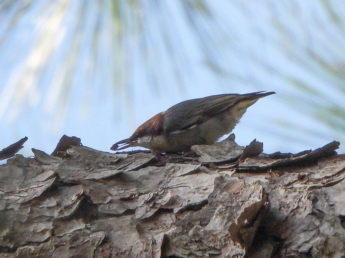 Brown-headed Nuthatch - ML644768997