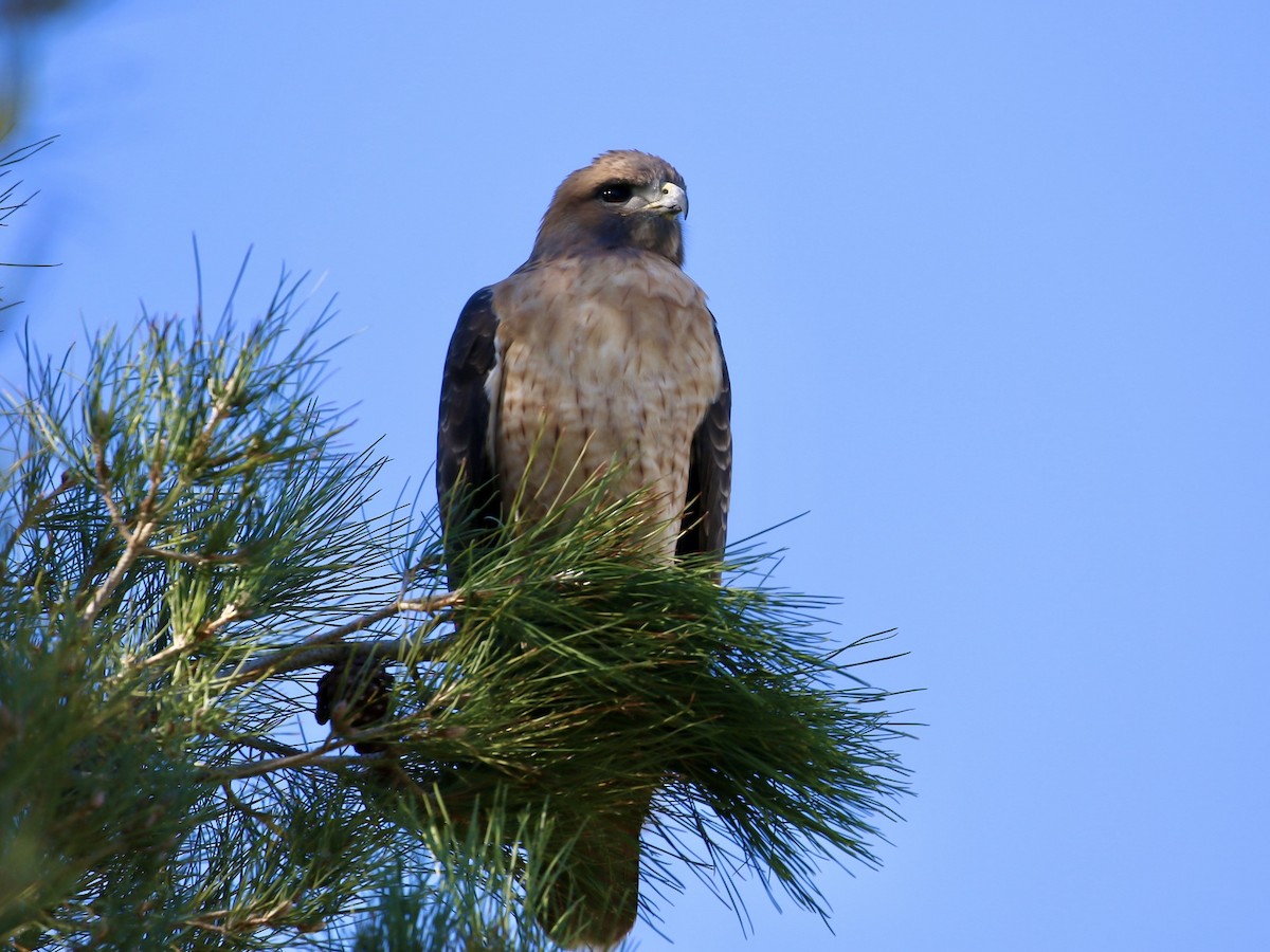 Red-tailed Hawk - ML644769009