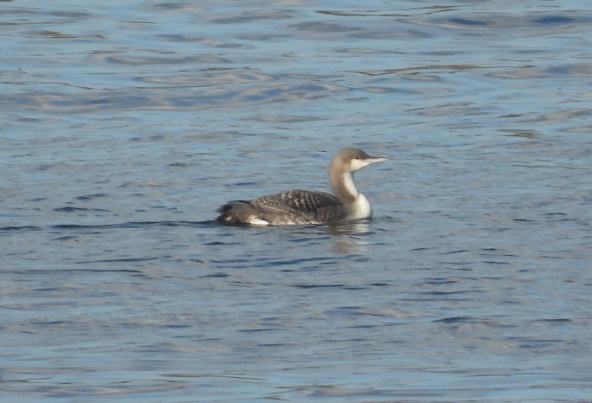 Pacific Loon - ML644769043