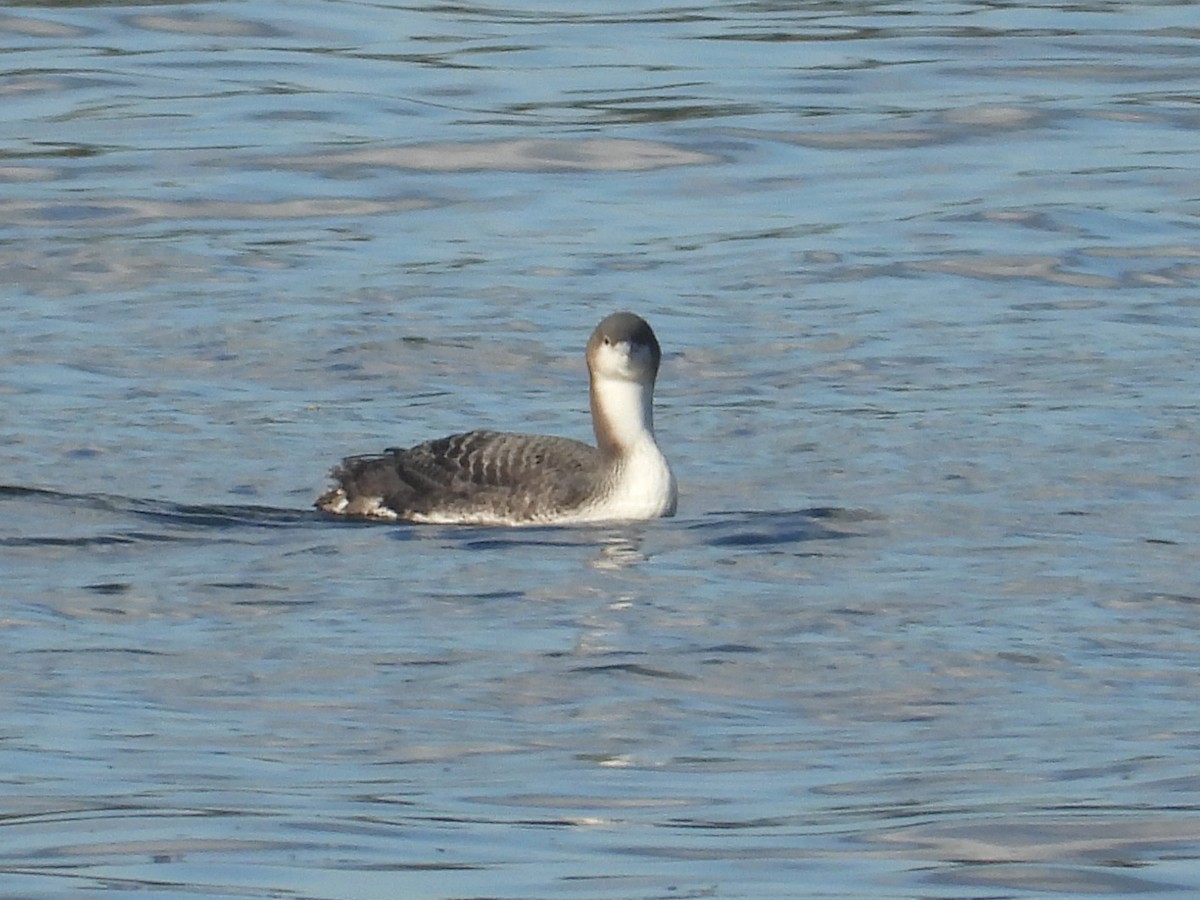 Pacific Loon - ML644769044