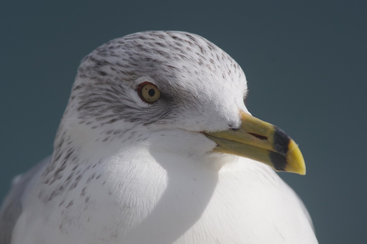 Ring-billed Gull - ML644769046