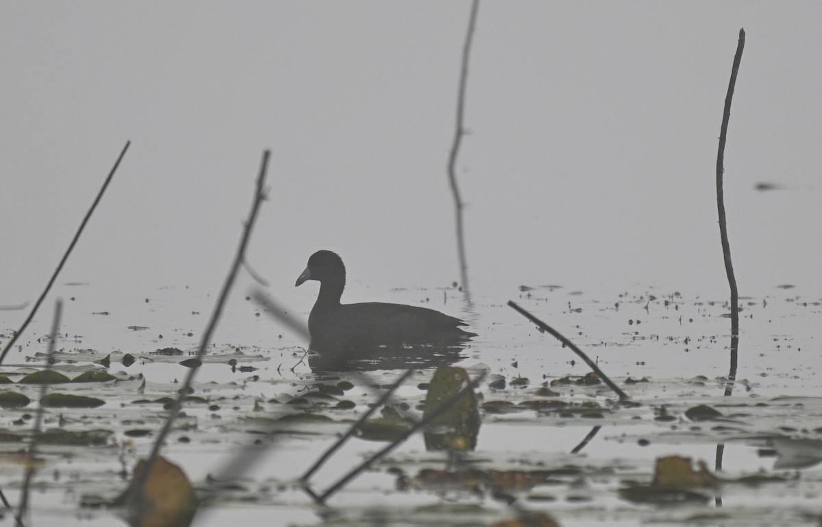 Лиска американська - ML644769048