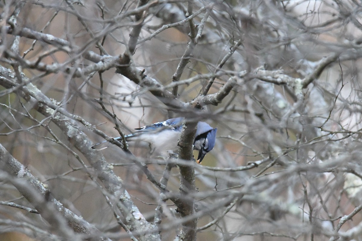 Blue Jay - ML644769049