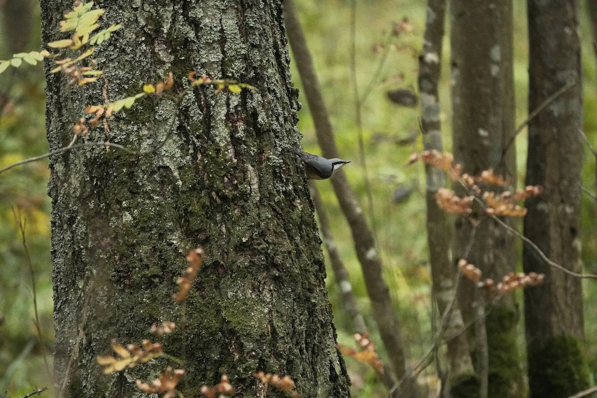 Повзик звичайний - ML644769050