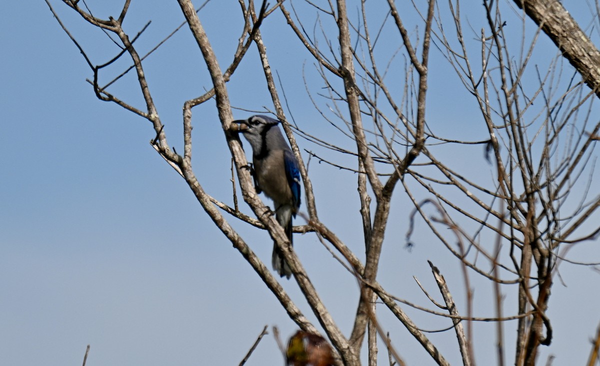 Blue Jay - ML644769052