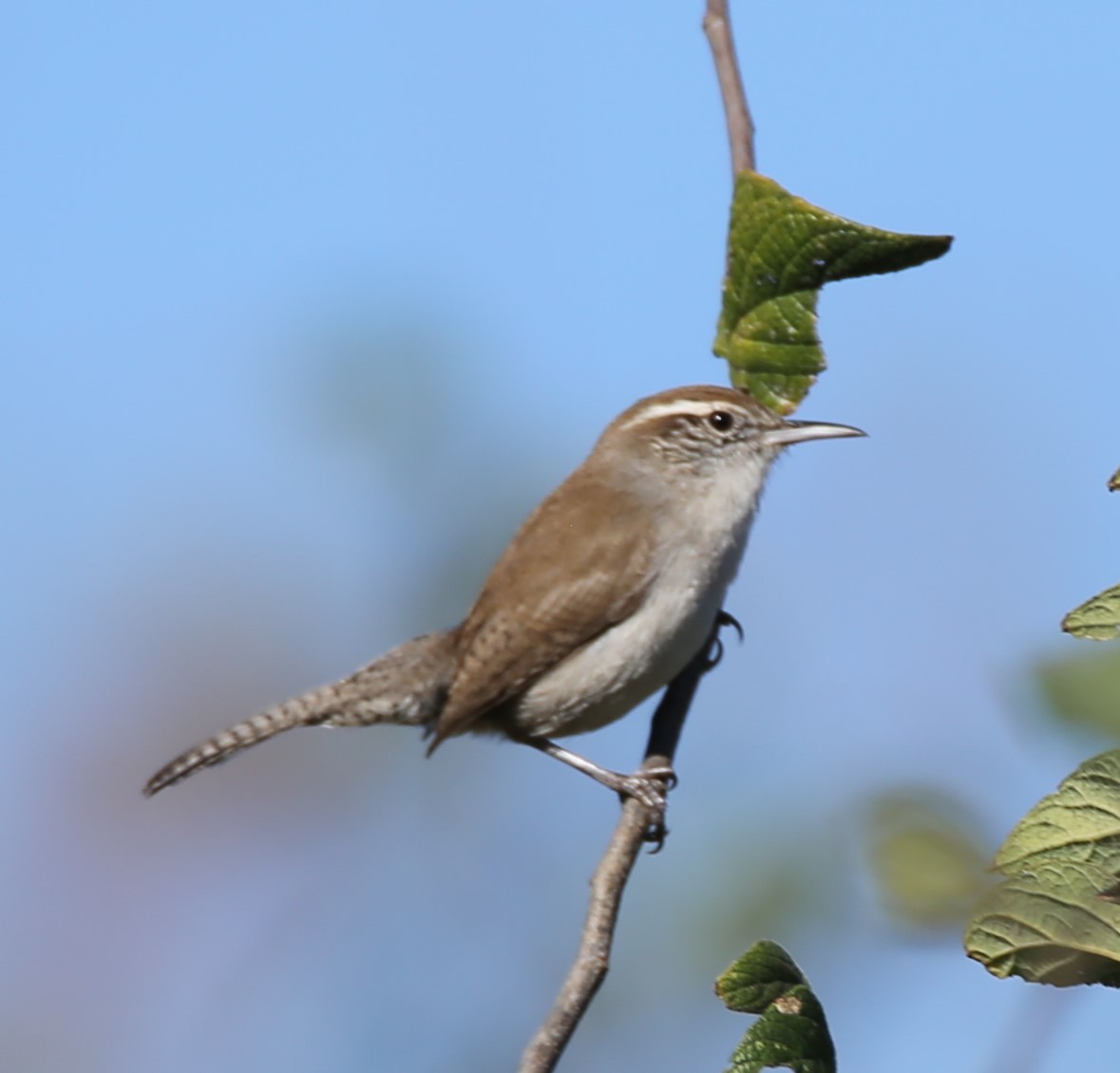 Підбуреник - ML644769060