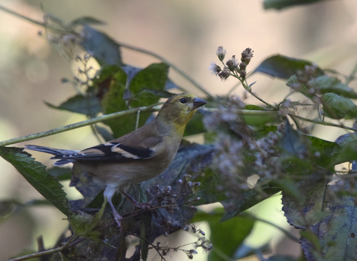 American Goldfinch - ML644769062