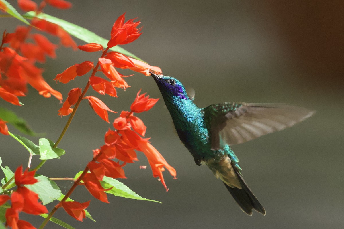 Колібрі синьочеревий - ML644769064