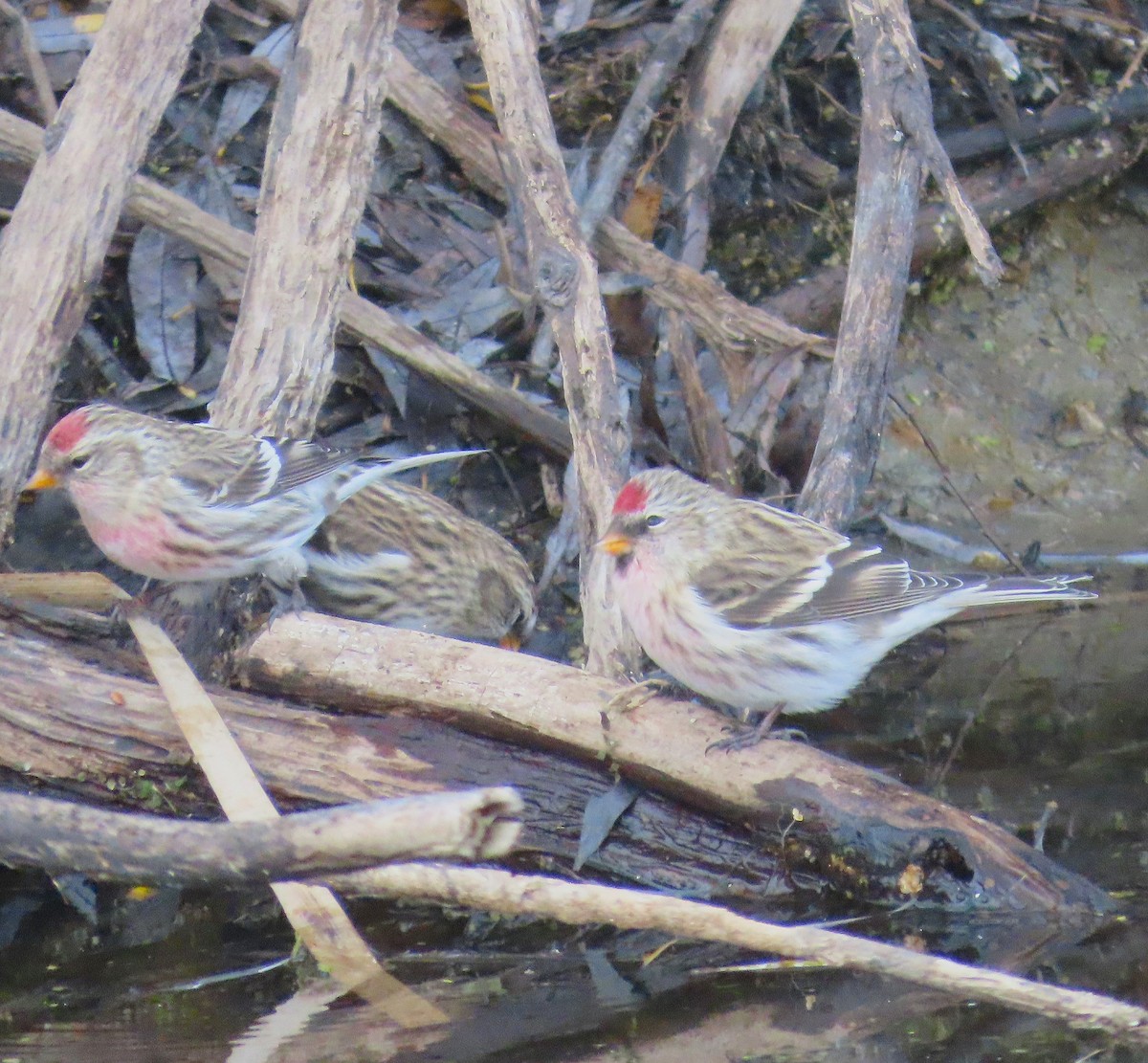 Redpoll - ML644769068