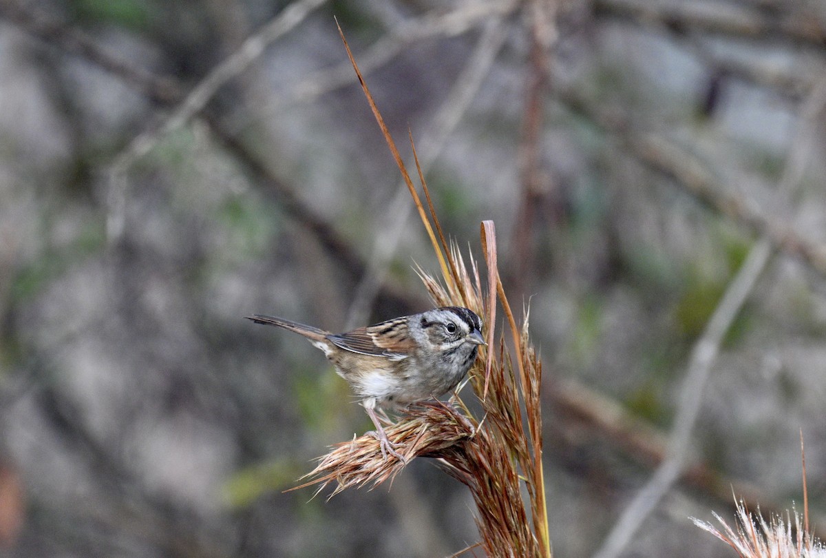 Swamp Sparrow - ML644769070