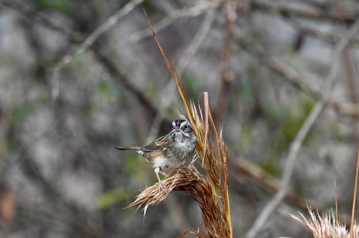 Swamp Sparrow - ML644769071