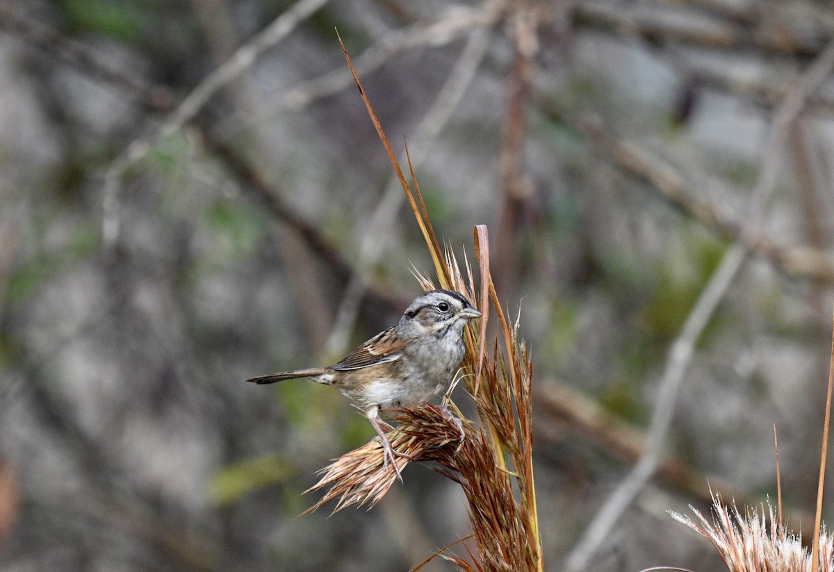 Swamp Sparrow - ML644769072