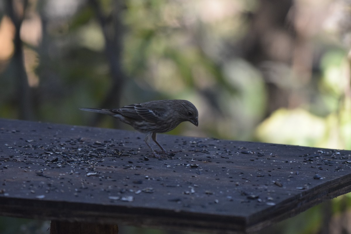 House Finch - ML644769076
