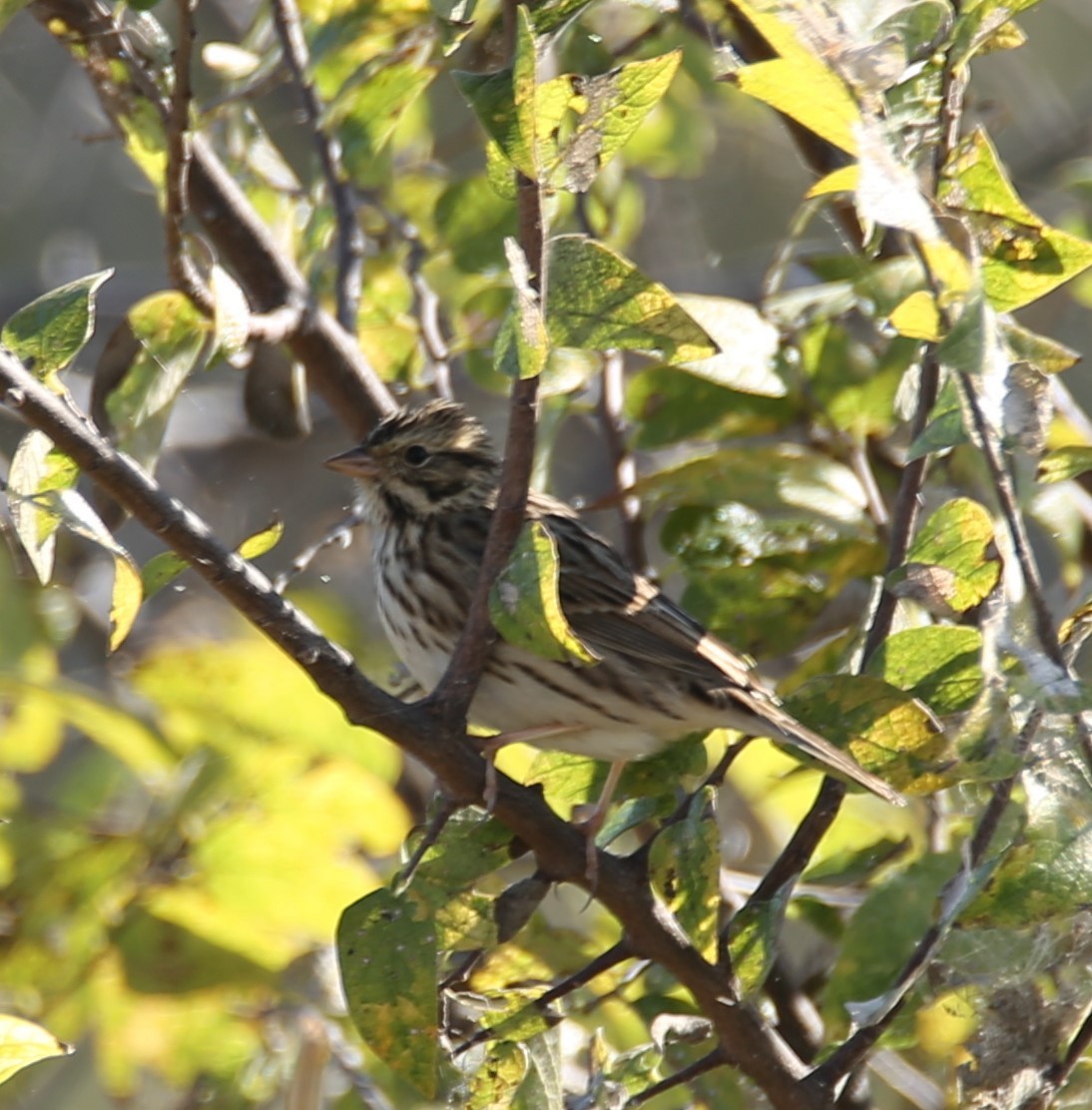 Chingolo Sabanero - ML644769079