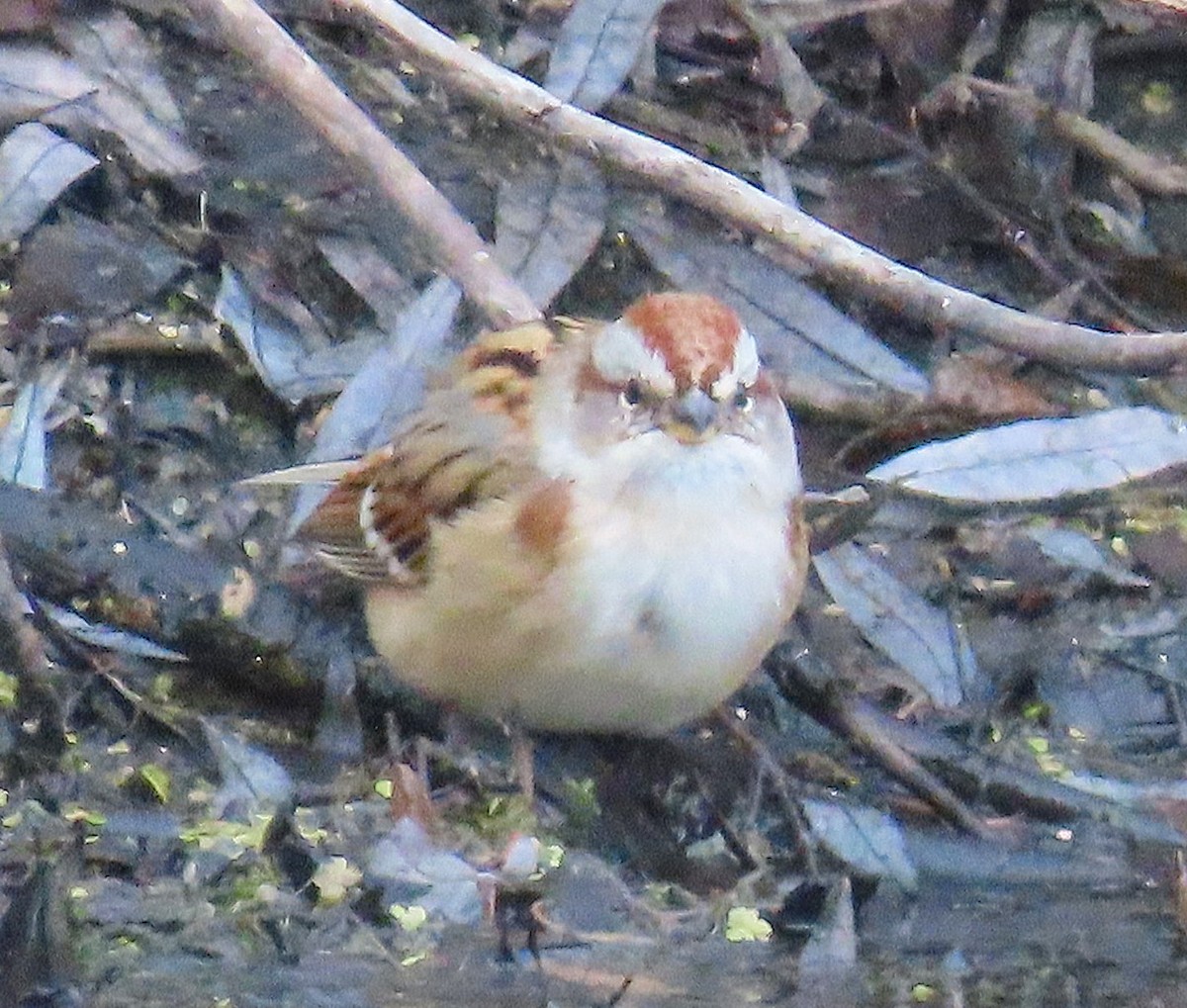 American Tree Sparrow - ML644769083