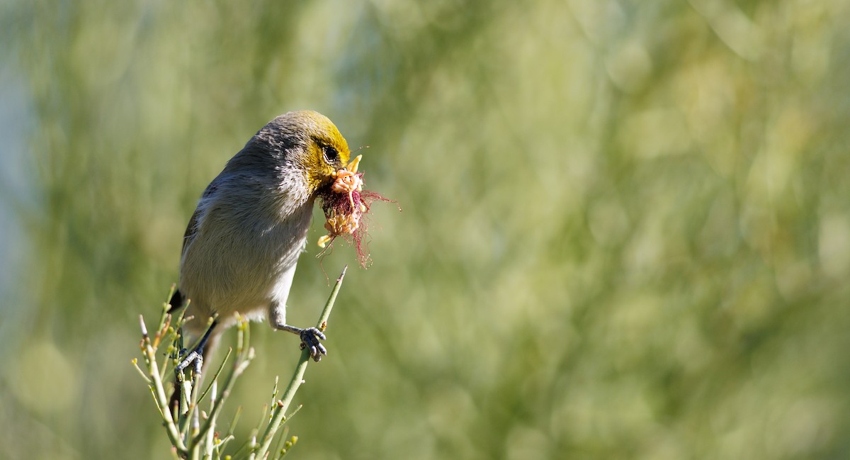 Verdin - ML644769084