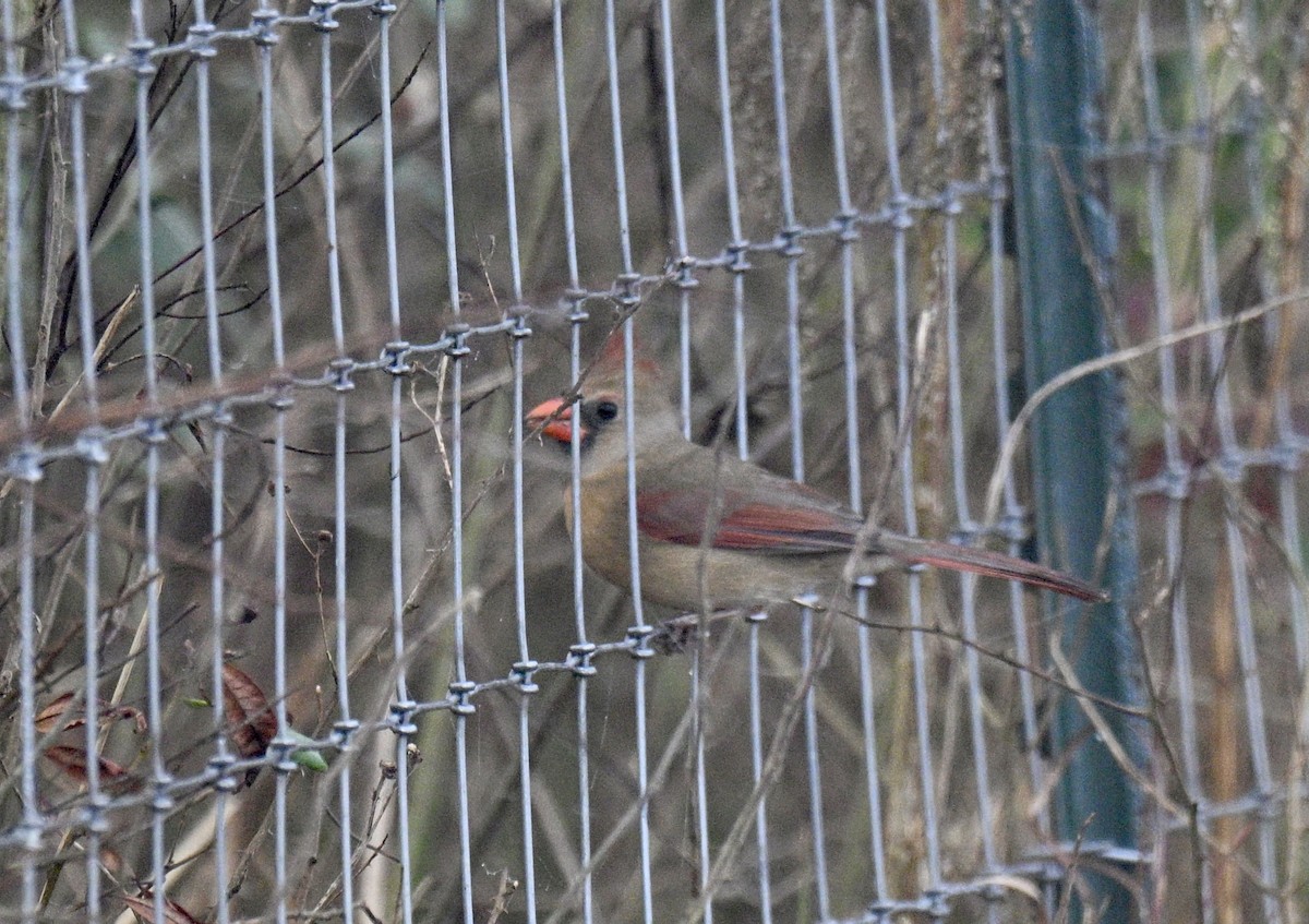 Kırmızı Kardinal - ML644769086