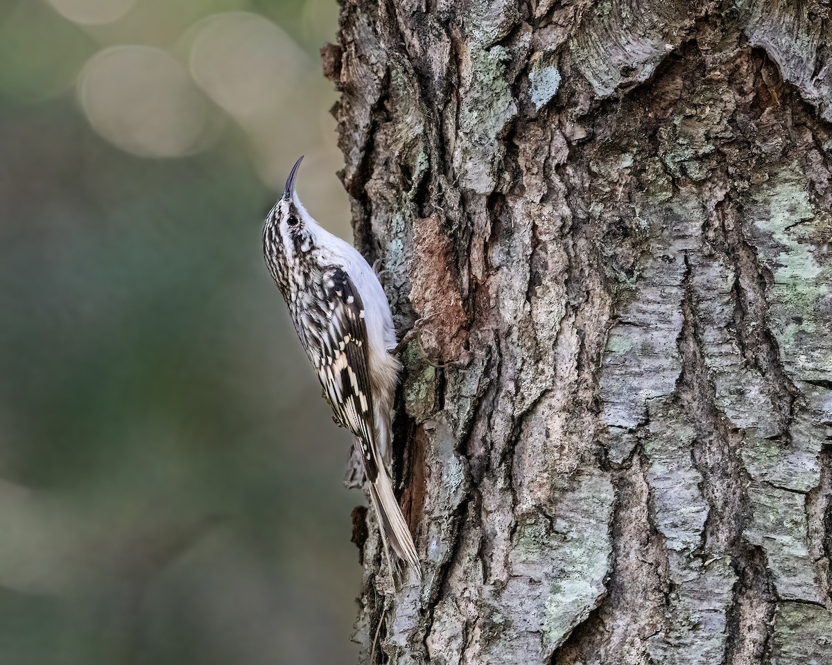 Amerika Tırmaşıkkuşu - ML644769088