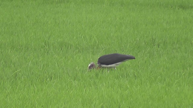 Lesser Adjutant - ML644769100