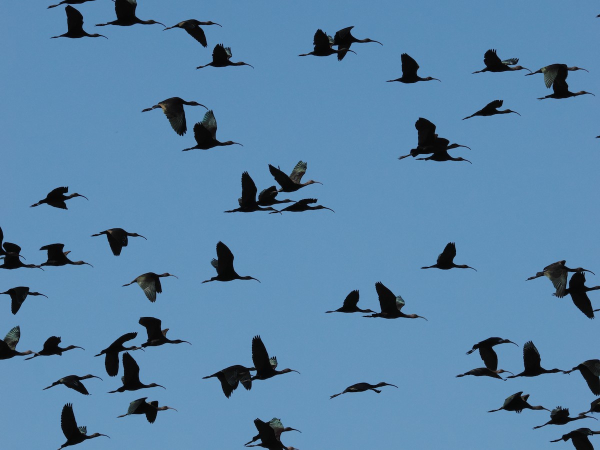 Çeltikçi/Ak Yüzlü Çeltikçi - ML644769101