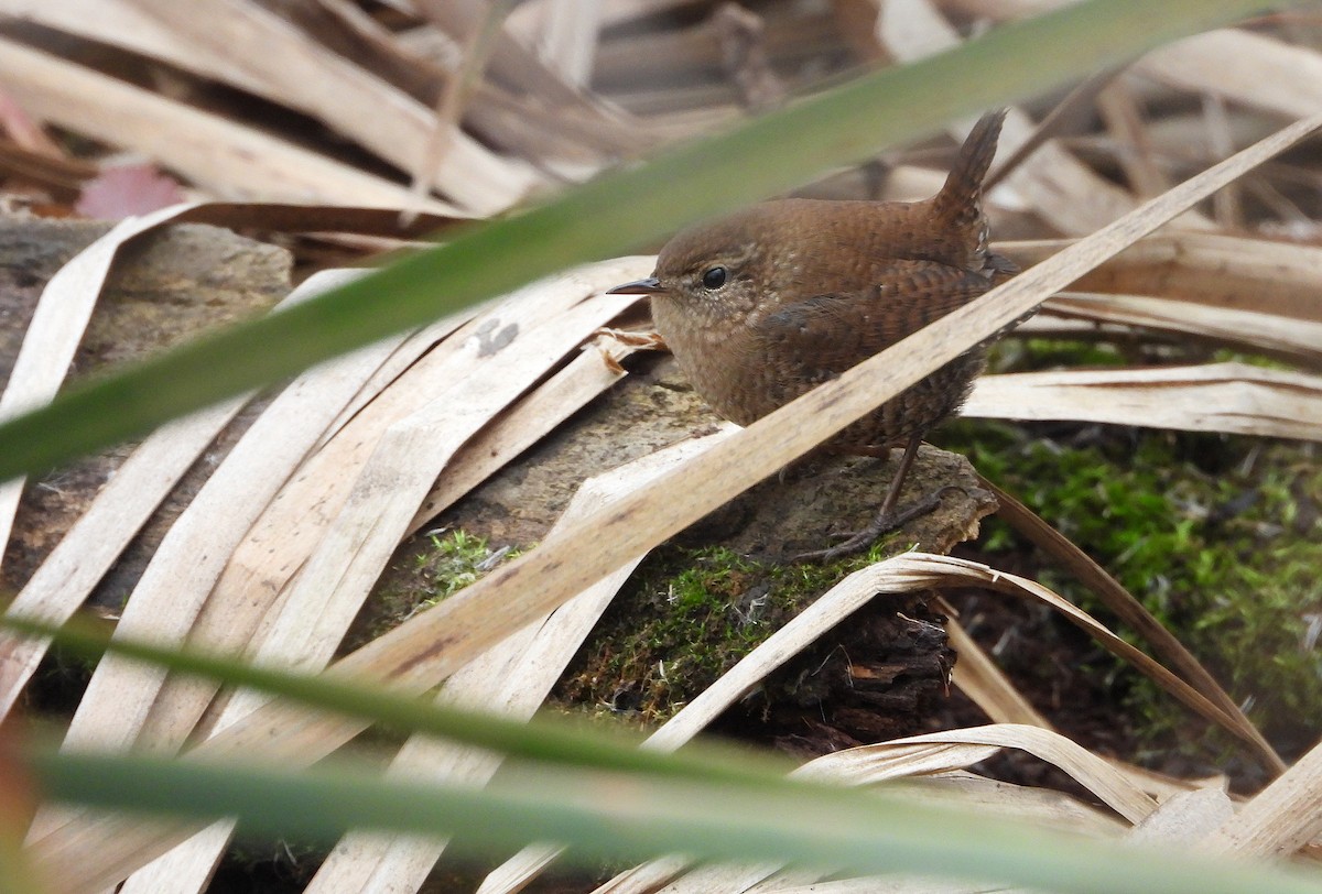 střízlík kanadský - ML644769103