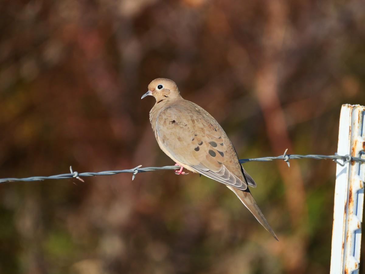 Zenaida Huilota - ML644769110