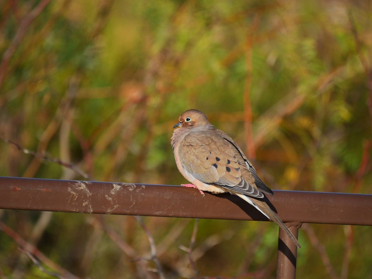 Zenaida Huilota - ML644769111