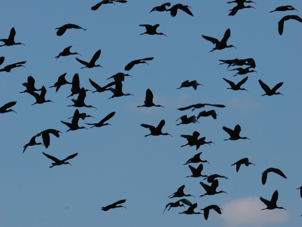 Çeltikçi/Ak Yüzlü Çeltikçi - ML644769112