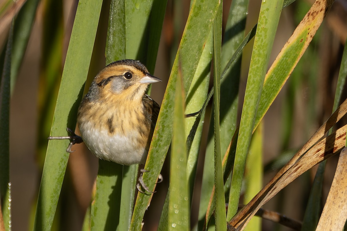 Nelson's Sparrow - ML644769118