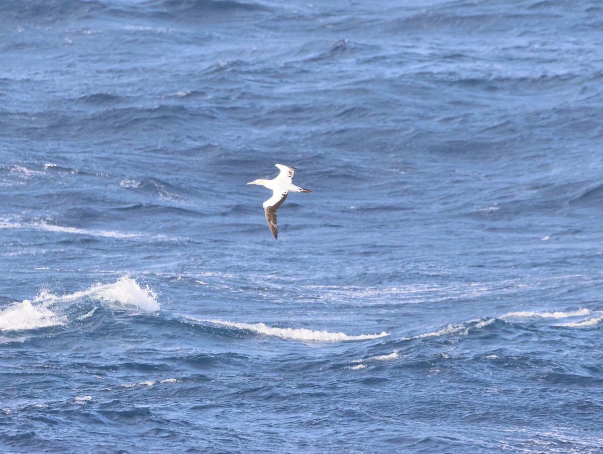 Капская олуша - ML644769133