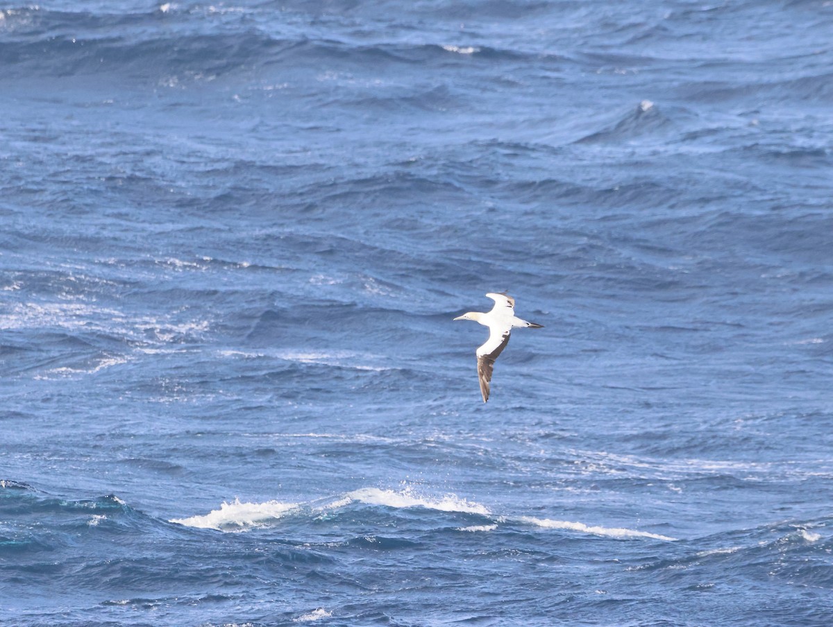 Капская олуша - ML644769134