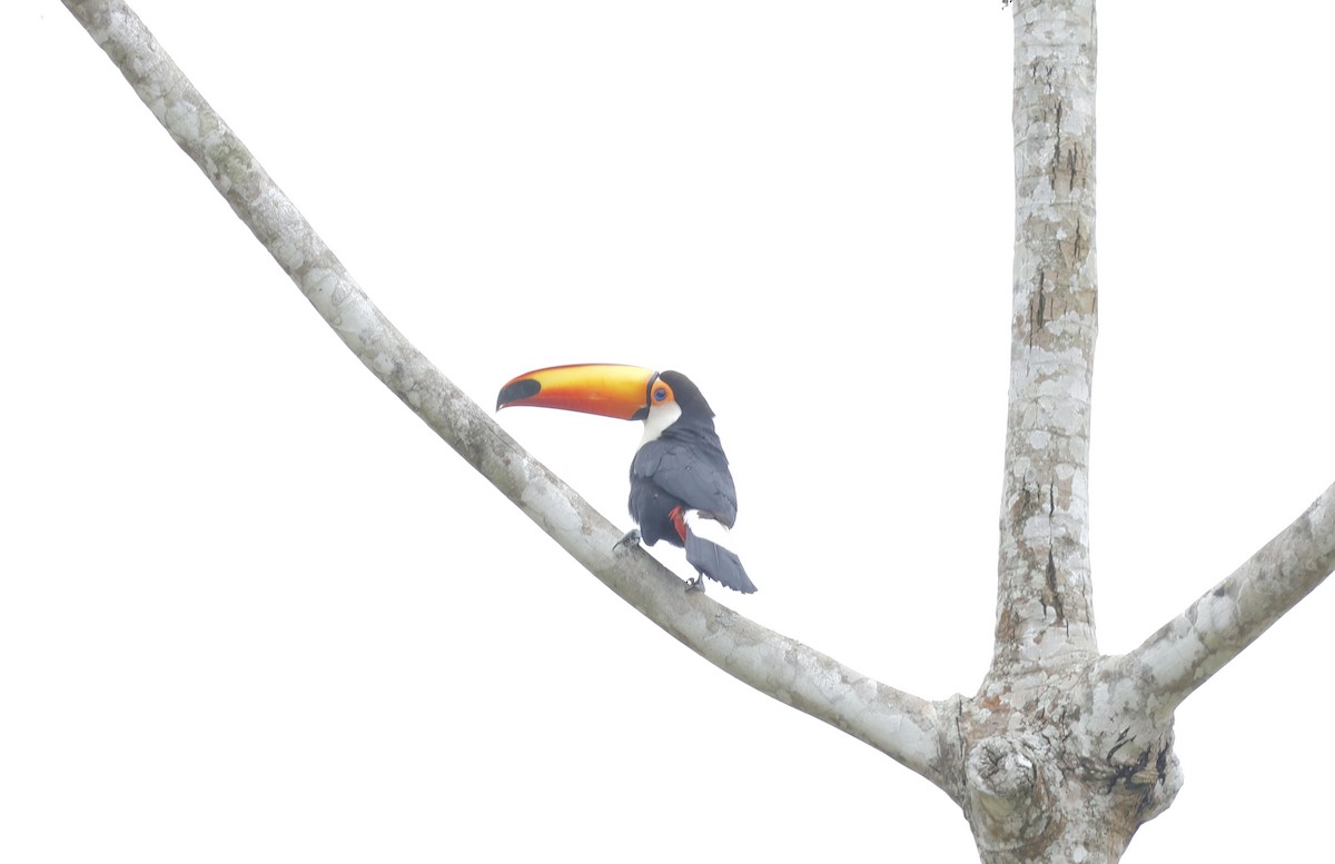 Toco Toucan - ML644769137