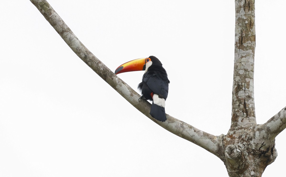 Toco Toucan - ML644769138