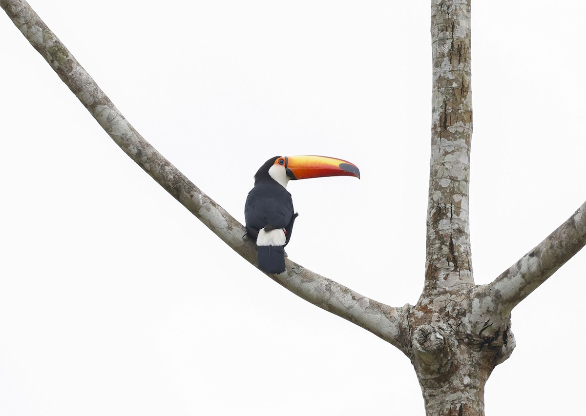 Toco Toucan - ML644769139