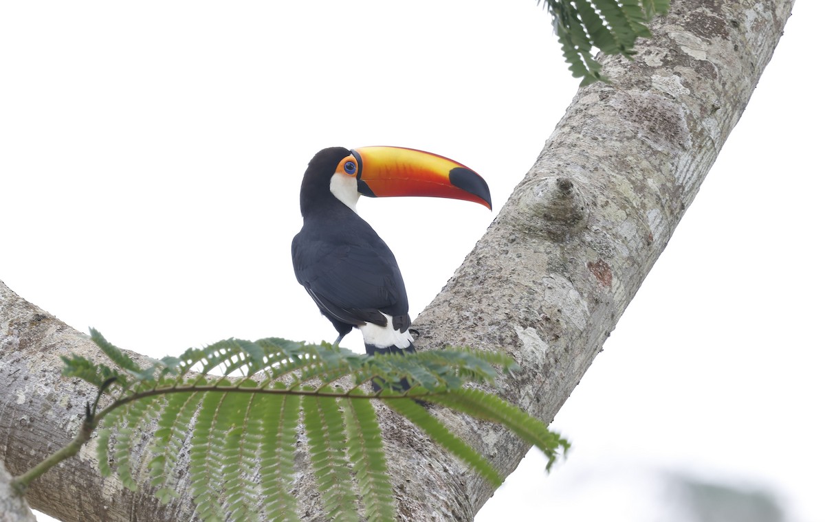 Toco Toucan - ML644769140