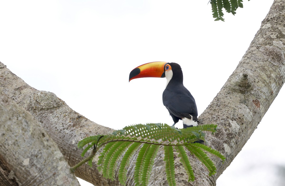 Toco Toucan - ML644769141