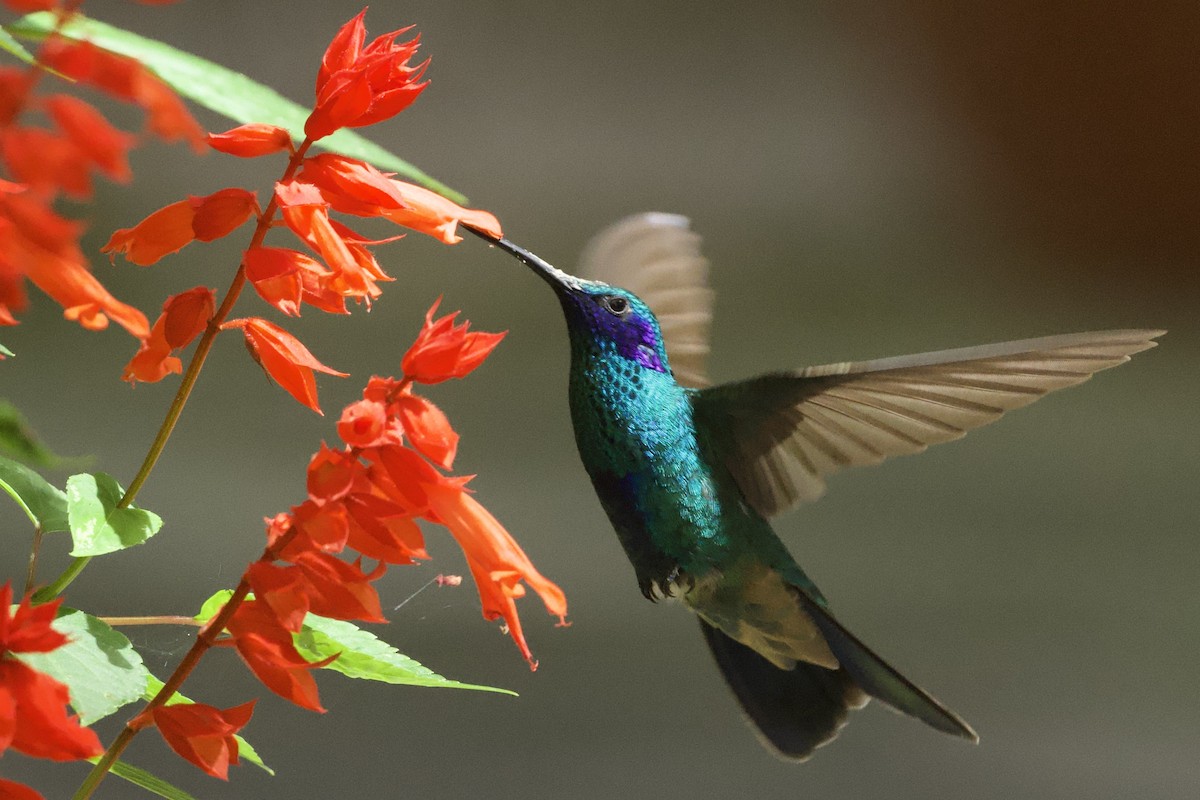 Колібрі синьочеревий - ML644769142