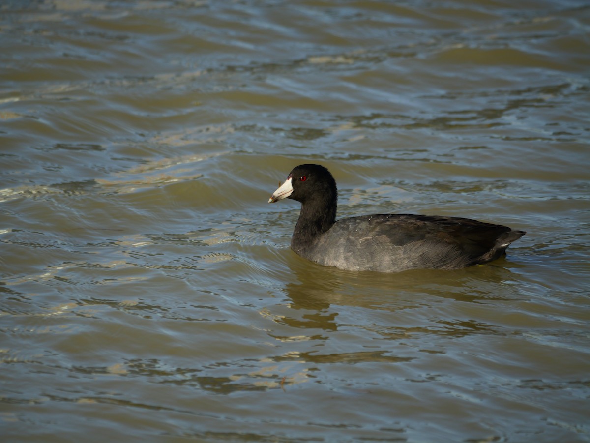 Лиска американська - ML644769149