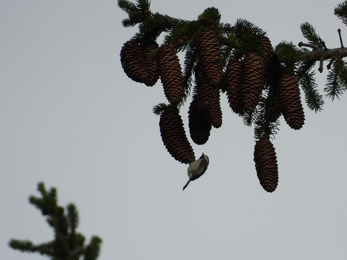 Гаїчка каролінська - ML644769151