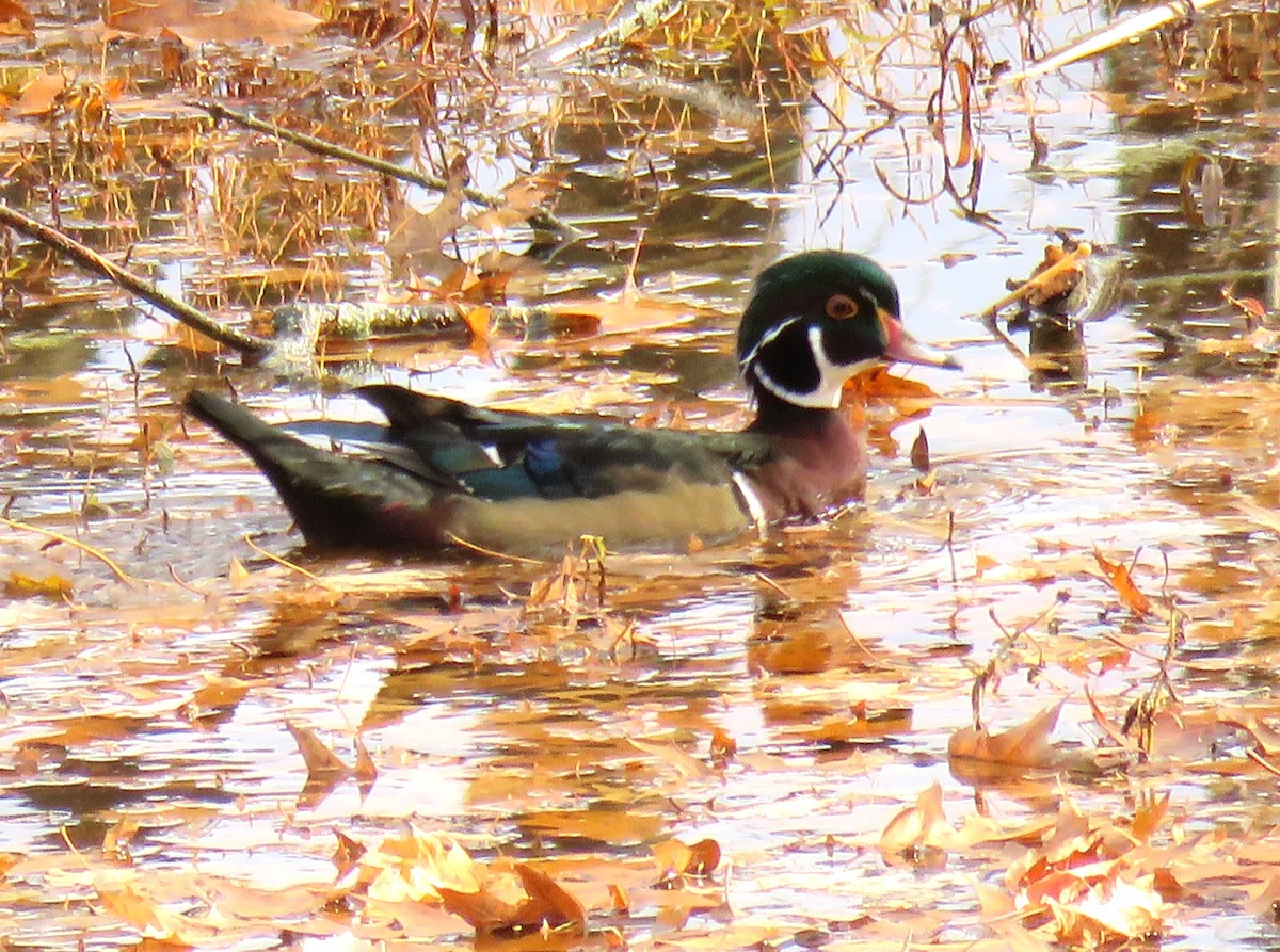 Wood Duck - ML644769163