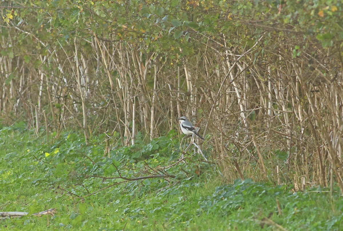Great Gray Shrike - ML644769164