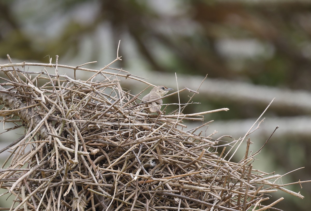 rustpannetornfugl (rufifrons gr.) - ML644769167