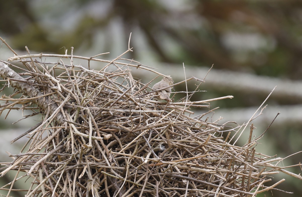 rustpannetornfugl (rufifrons gr.) - ML644769168