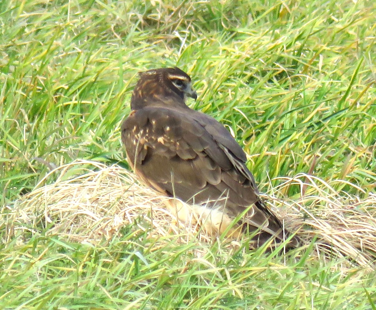 Amerika Delicesi - ML644769176