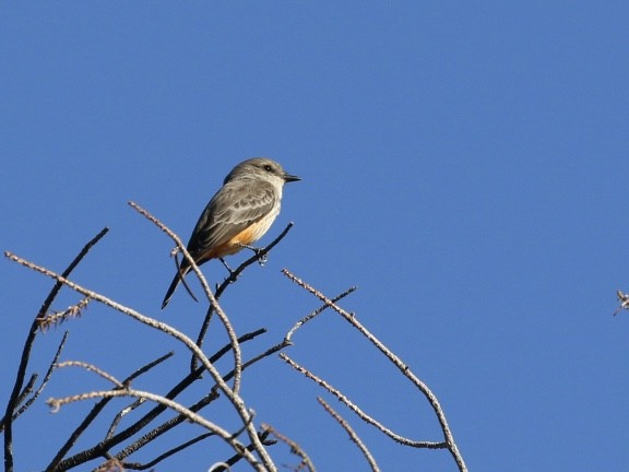 Vermilion Flycatcher - ML644769177