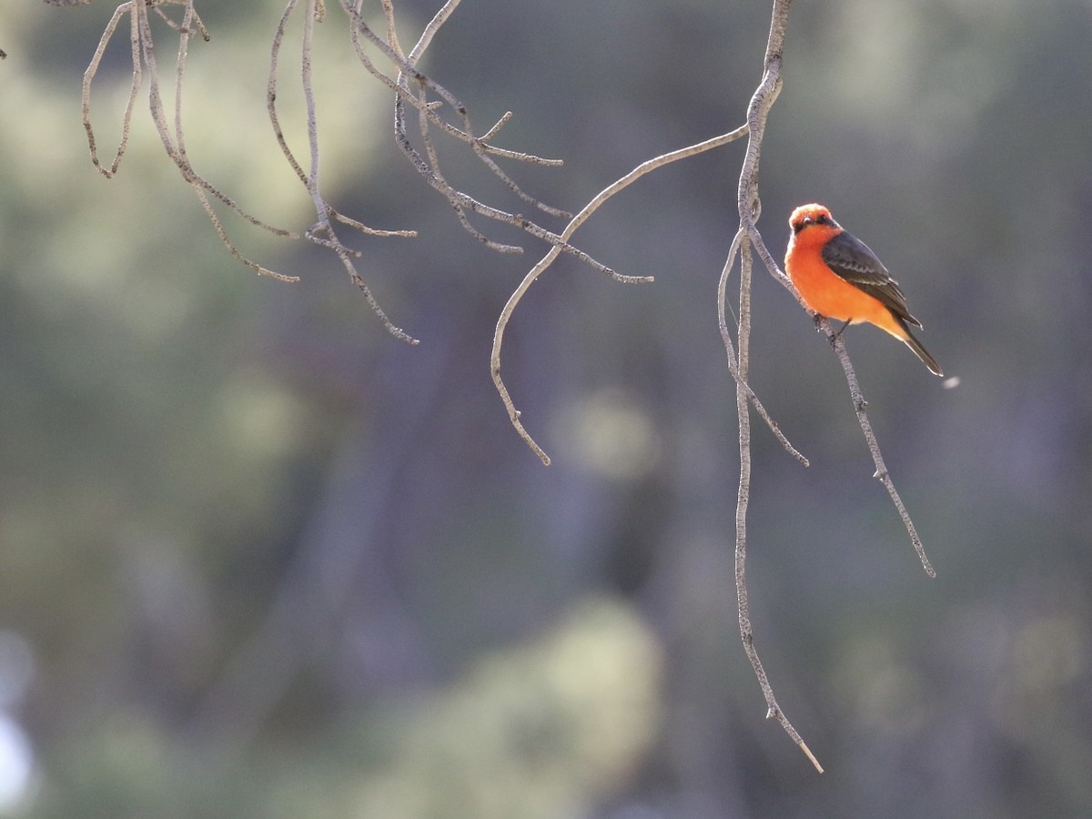 Vermilion Flycatcher - ML644769178